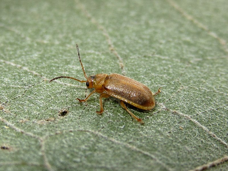 Chrysomelidae - Galerucinae ?? Sì, Galerucella sp.